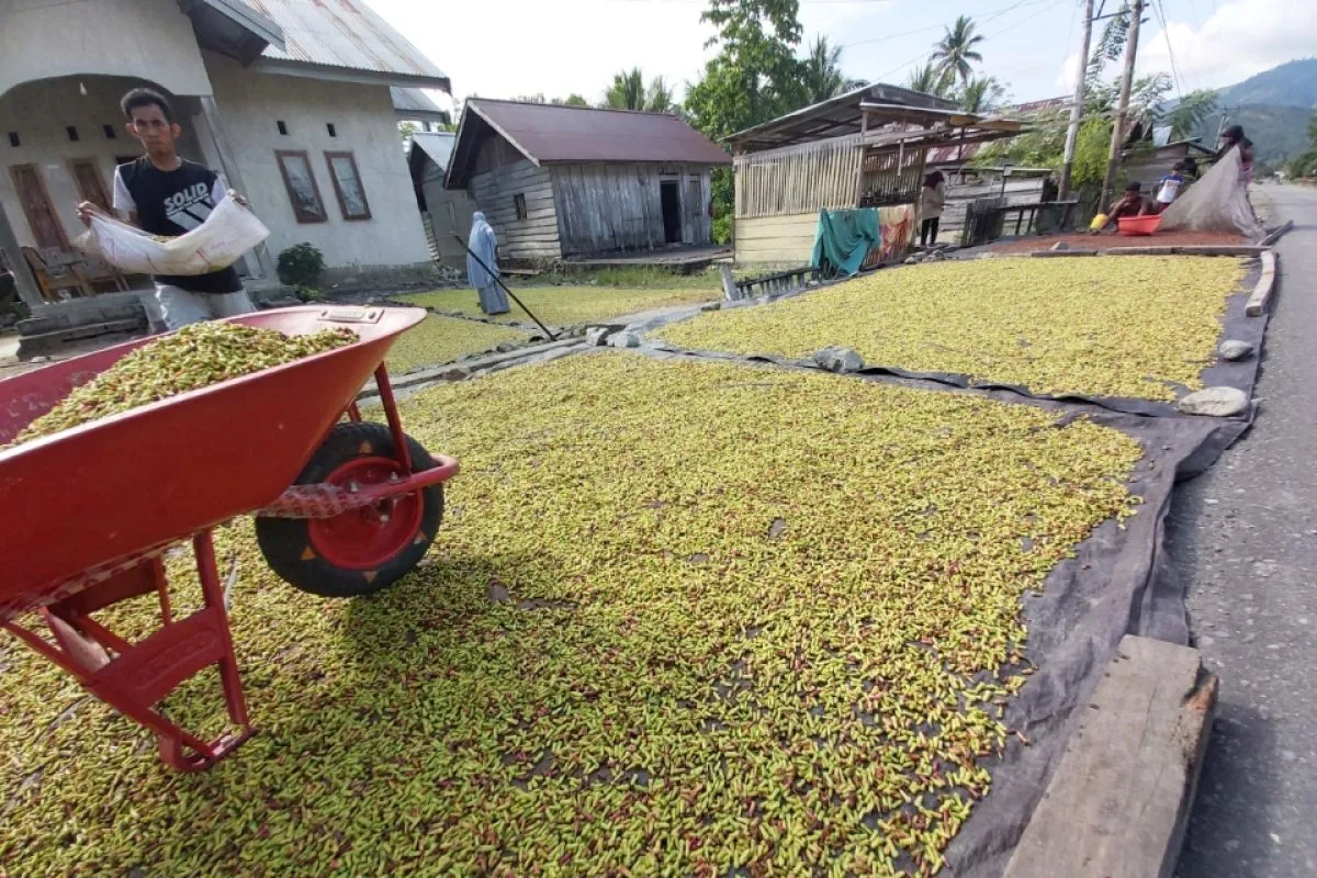 Petani Parigi Moutong keluhkan harga cengkeh anjlok